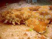 180px wobbegong